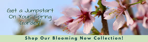 blooming now collection